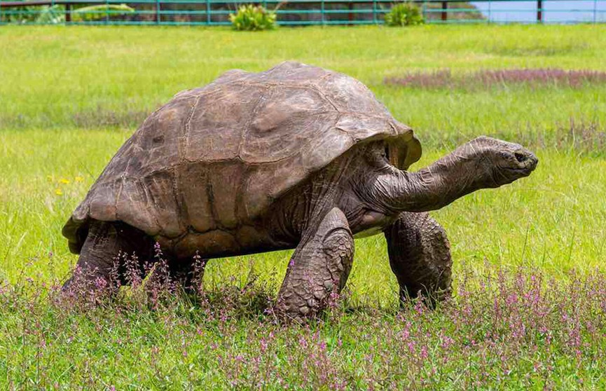190-летняя черепаха с острова Святой Елены стала старейшим животным в мире