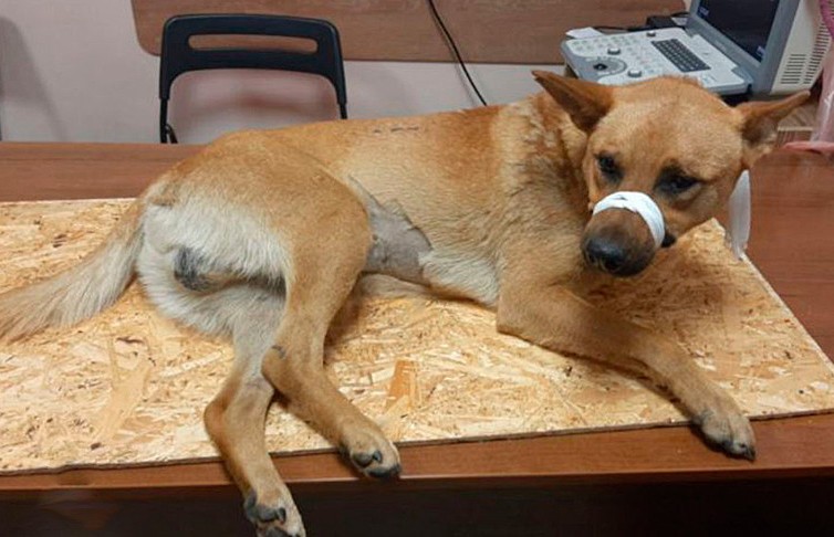 Собаку с травмами нашли возле многоэтажки в Гродно: милиция ищет виновных