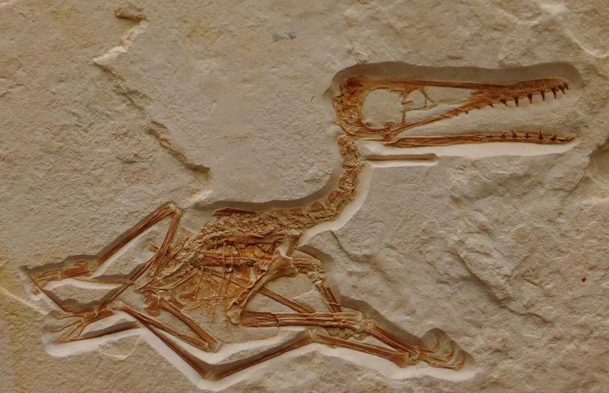 Останки птерозавров нашли в Сахаре. Находке более 100 млн лет