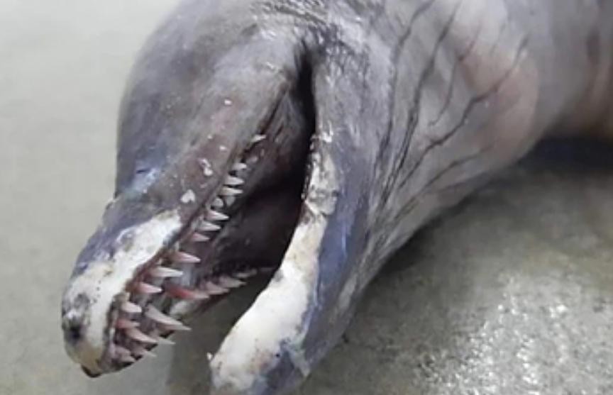 Загадочное существо с носом дельфина и острыми зубами вынесло из глубин океана