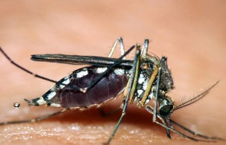 В Сербии обнаружены опасные комары-переносчики вируса Западного Нила