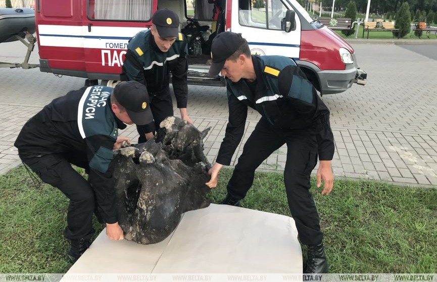 В Ветковском районе обнаружили останки мамонта