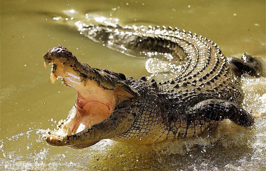 Крокодил убил купавшегося в реке мальчика на глазах у его друзей