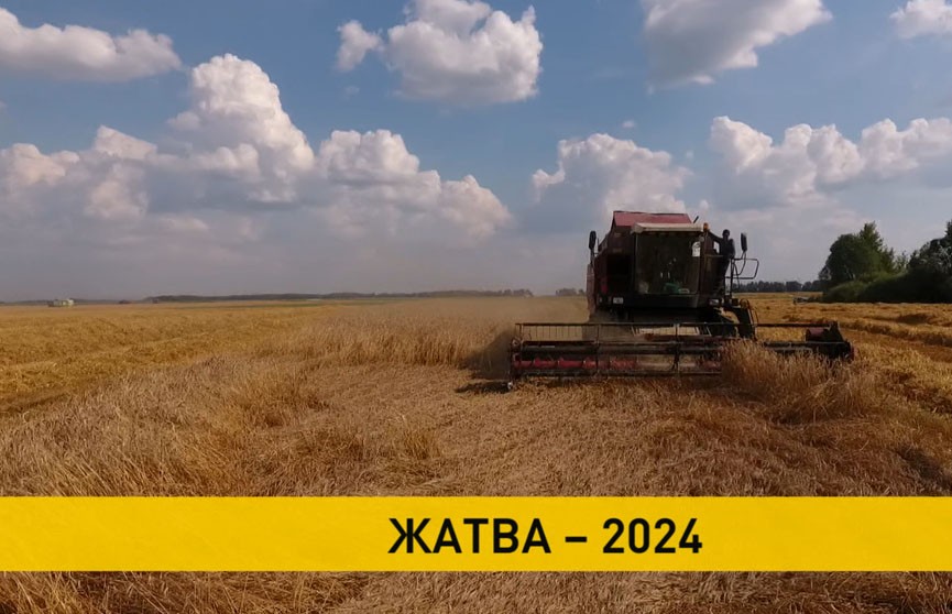 Уборочная-2024: аграрии собрали более 6 млн 300 тысяч тонн зерна