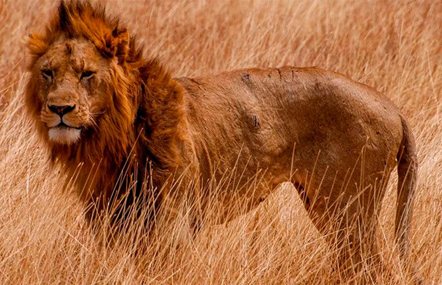 Лев с положительным тестом на COVID-19 умер в индийском зоопарке