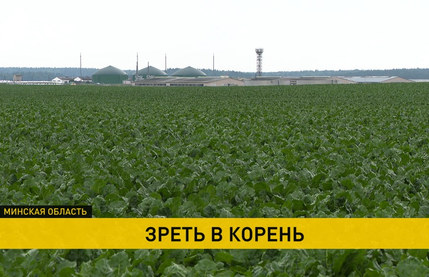 Как в Беларуси выращивают свеклу