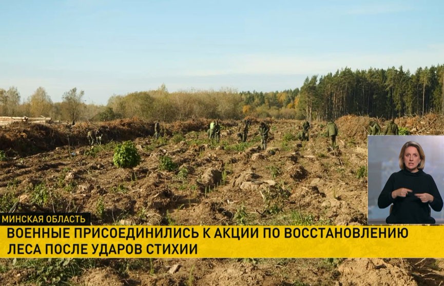 Военнослужащие ВВС и войск ПВО высадили ели и сосны на Быховщине в рамках акции «Дай лесу новае жыццё!»