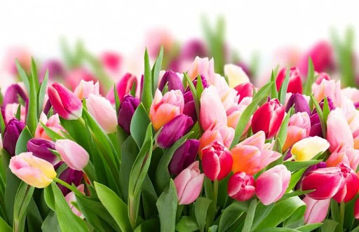 Более 50 тысяч тюльпанов вырастили к Международному женскому дню в Гродно