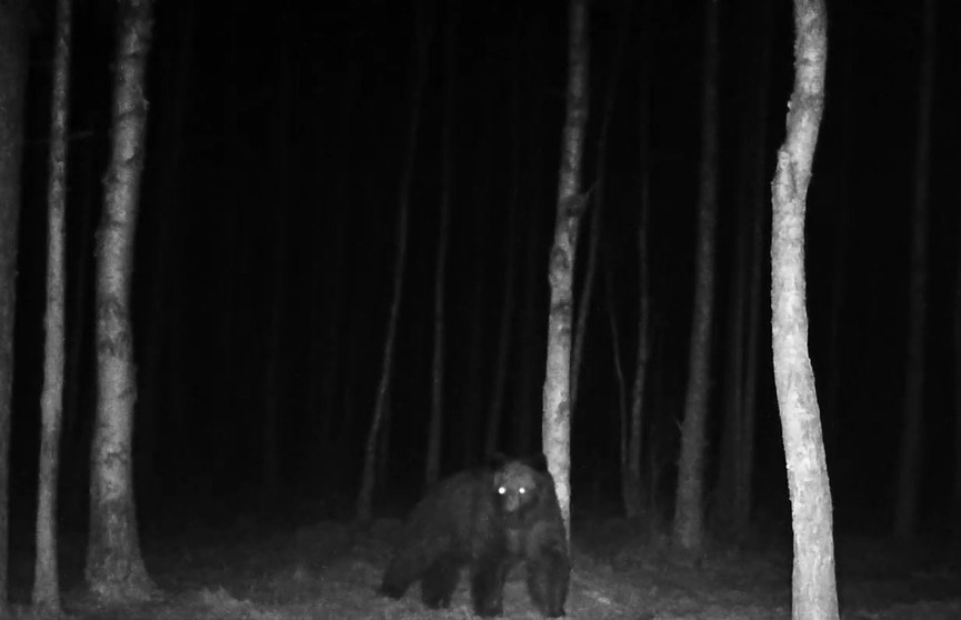 В Беловежской пуще вновь замечены бурые медведи