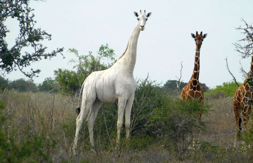 Последняя в мире самка белого жирафа и ее детеныш убиты браконьерами в Кении