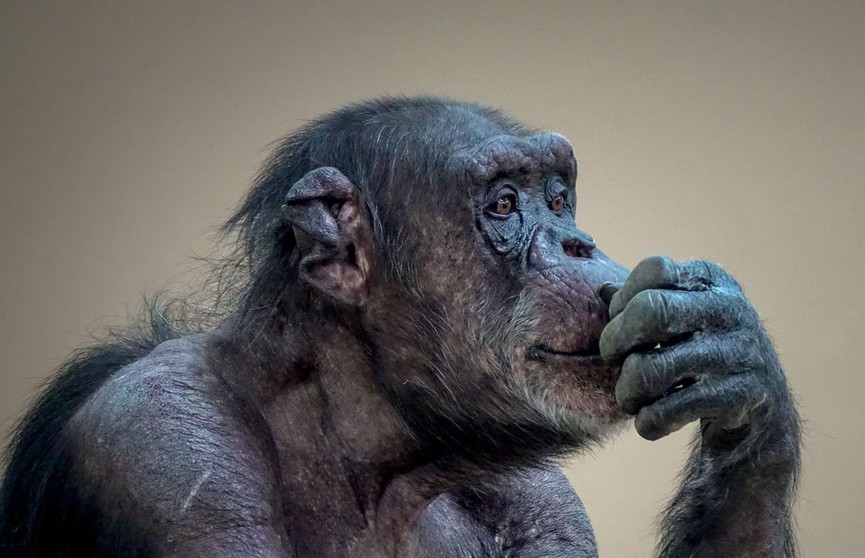 «Натирает мылом щетку и трет ей одежду»:  18-летний шимпанзе в Китае научился стирать