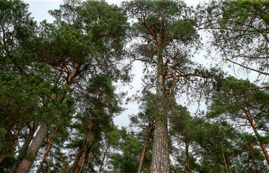 Ограничения на посещение лесов сняты на всей территории Беларуси