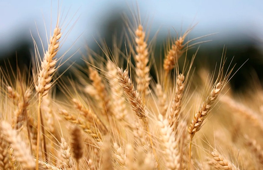 Еврокомиссия не продлила запрет на поставки украинского зерна