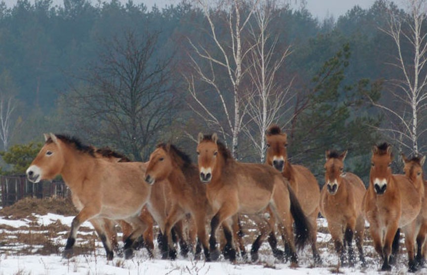 В Красную книгу Беларуси попала лошадь Пржевальского