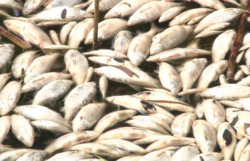Тайна тысячи мёртвых рыб в озере Званое раскрыта