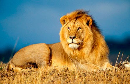 «Да оставьте вы уже меня в покое»: лев сбежал от своего потомства и рассмешил сеть (ВИДЕО)