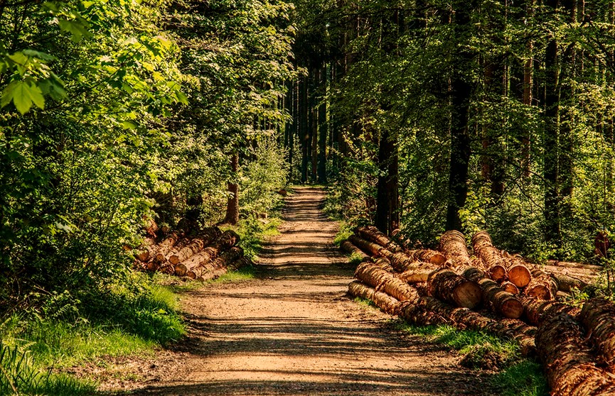 Запреты и ограничения на посещение лесов действуют в 53 районах Беларуси – Минлесхоз
