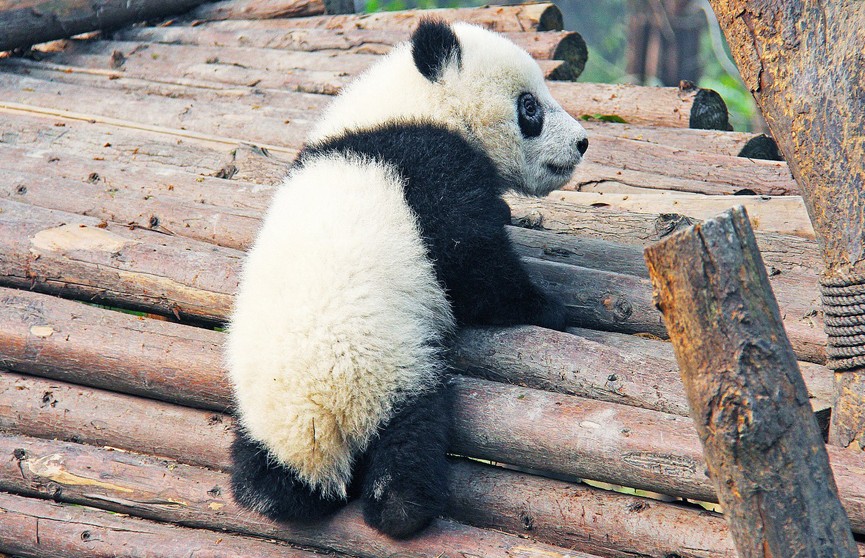 Маленькая панда из московского зоопарка встала на четыре лапки
