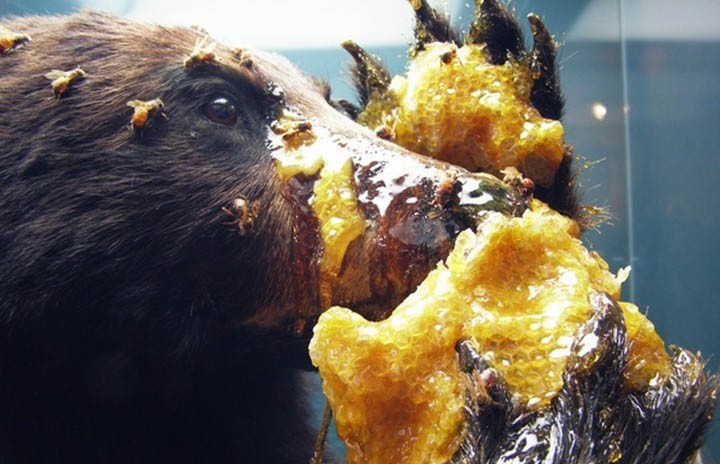 Медведи, которые воровали мёд у пасечника, стали дегустаторами