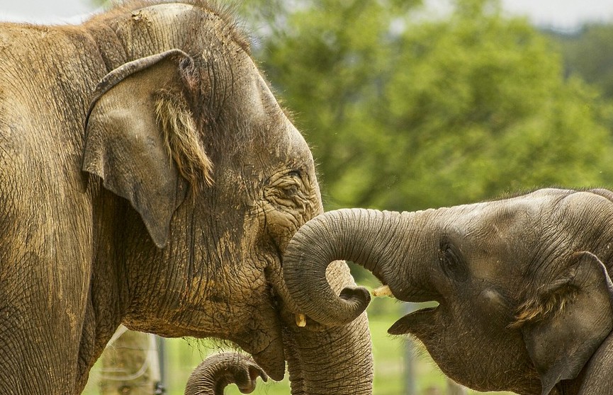 24 слона нашли в джунглях горшки с ликером, все выпили и крепко уснули