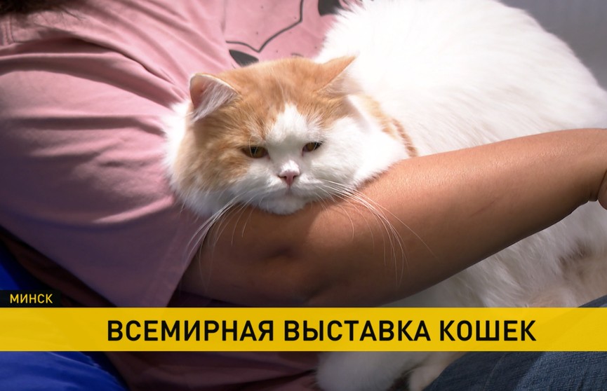 Всемирная выставка кошек прошла в Минске