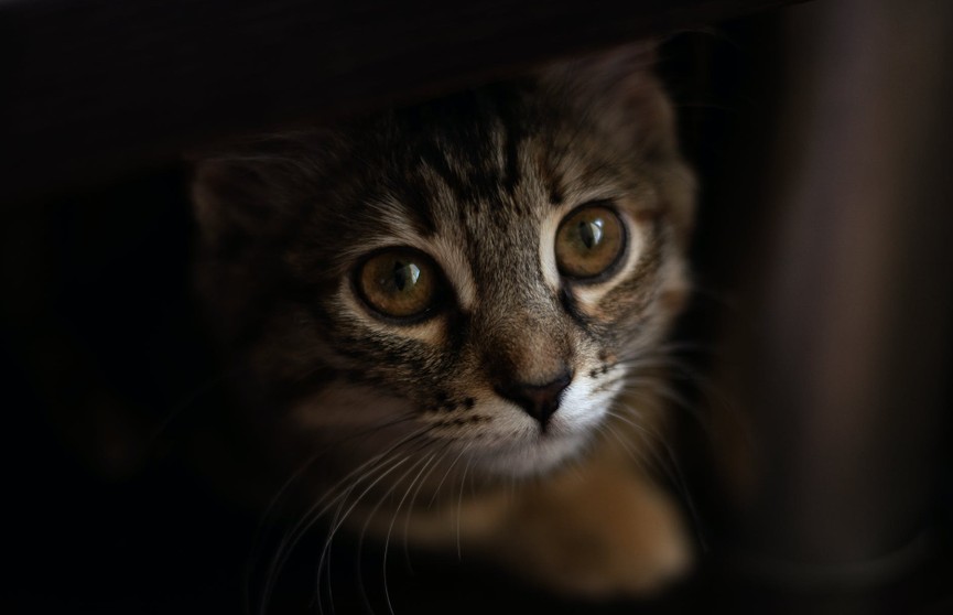 «Даже от домашнего кота»: ТОП-5 болезней, которыми можно заразиться от животных