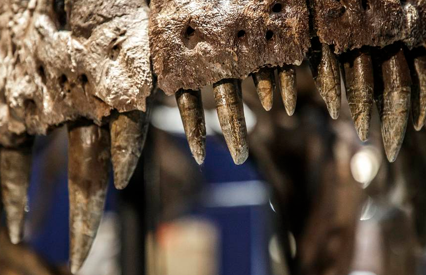 «Невероятно быстро»: Мадагаскарский динозавр обновлял весь набор зубов за два месяца
