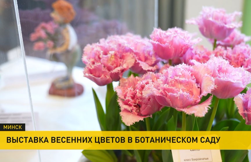 Выставка весенних цветов открылась в ботаническом саду Минска