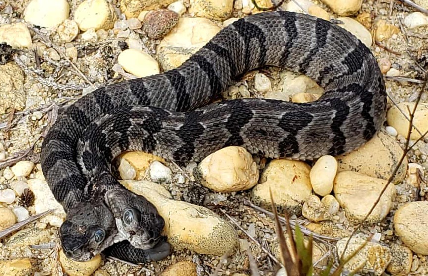 Две головы, два языка, четыре глаза… Редкая двуглавая гремучая змея найдена  в США