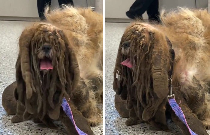 Брошенного пса подстригли волонтеры. Теперь собака – звезда интернета