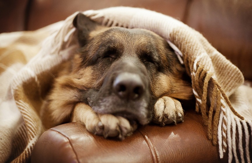 Забавный челлендж в Сети: пользователи публикуют фото своих спящих собак. Это стоит увидеть