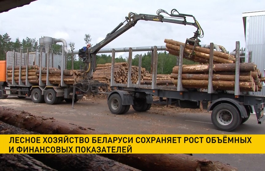 В лесную отрасль Беларуси с начала года привлечено более Br200 млн инвестиций