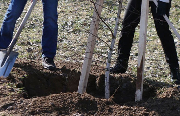 «Зеленый двор – вместе»: минчанам предлагают посадить деревья в городе
