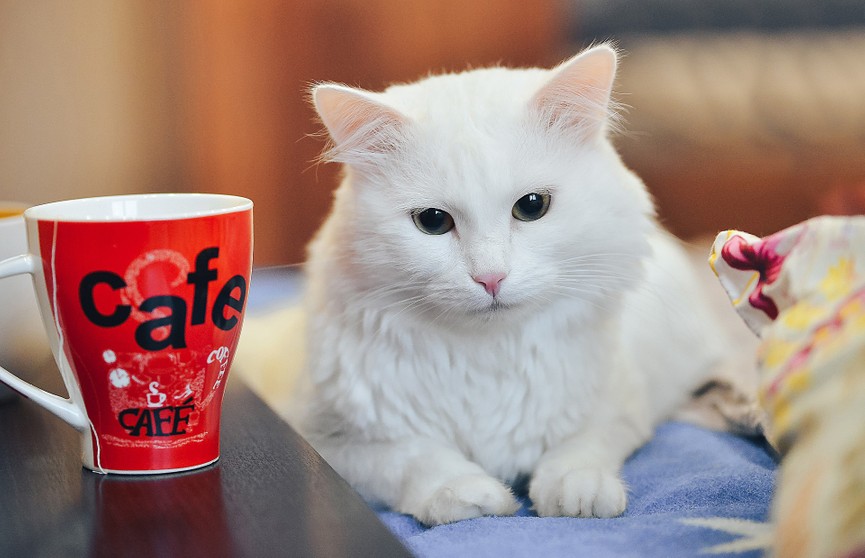 Девушка поделилась лайфхаком, который поможет приучить кошку пить воду:  пользователи Сети подтвердили