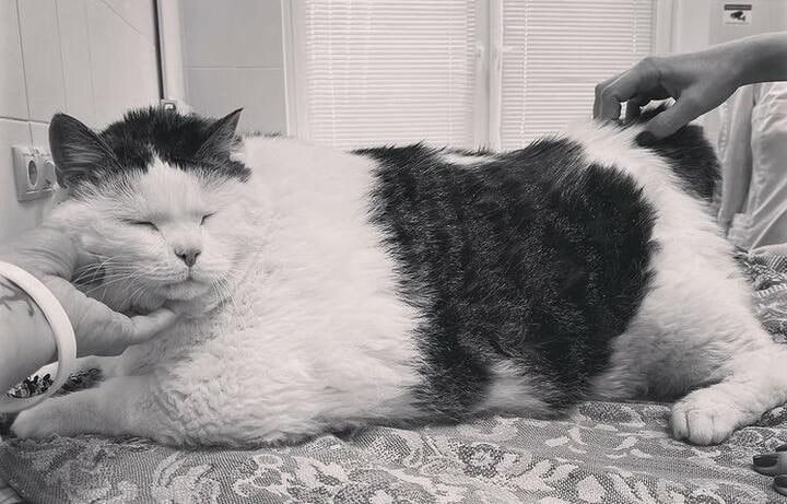 Скончался самый толстый кот Беларуси по кличке Перышко