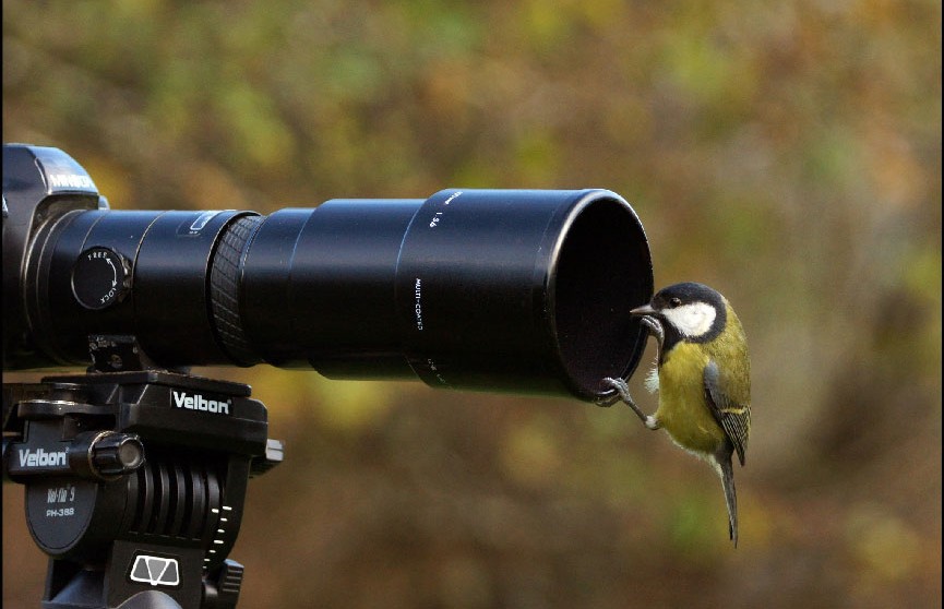Фотоохота началась: чемпионат Беларуси по фотографированию птиц стартовал в Минске