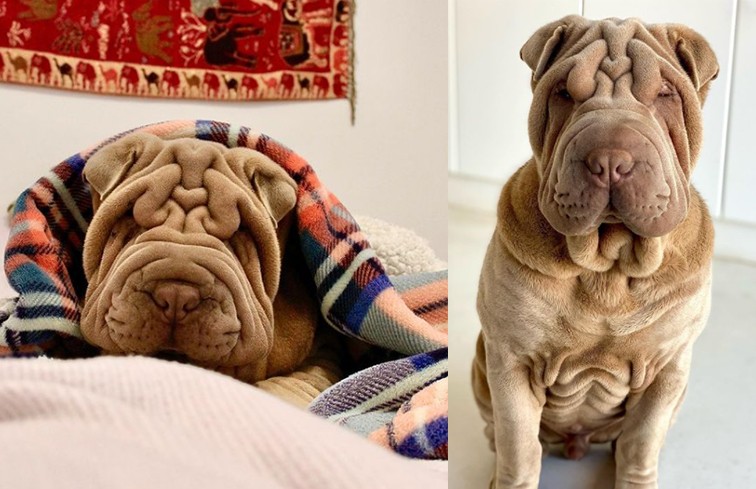 Похожая на одеяло собака стала звездой Instagram. Посмотрите на это милейшее создание!