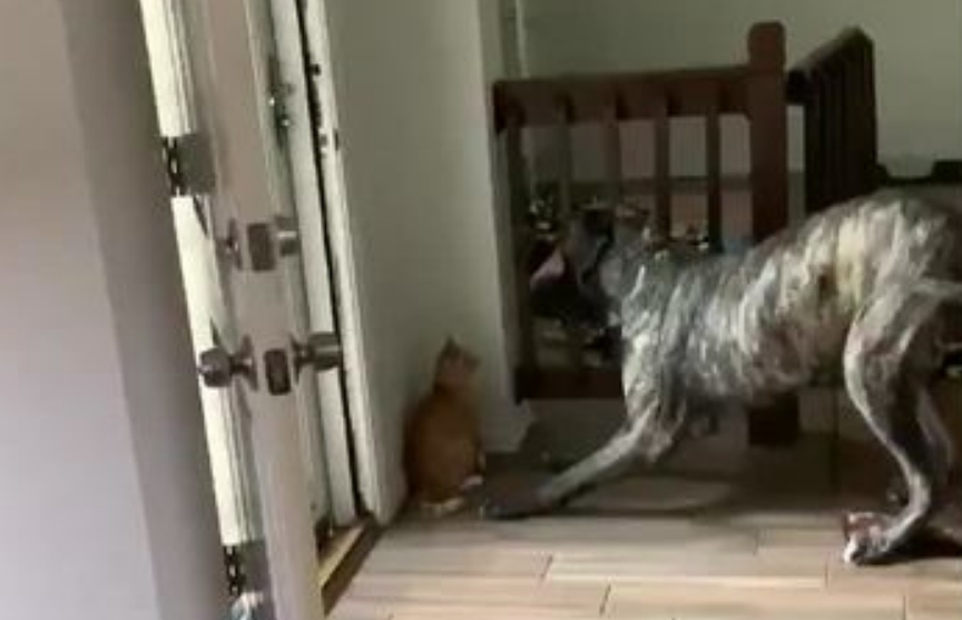 «Смекалка на уровне»: превосходство кошек над собаками засняли на видео