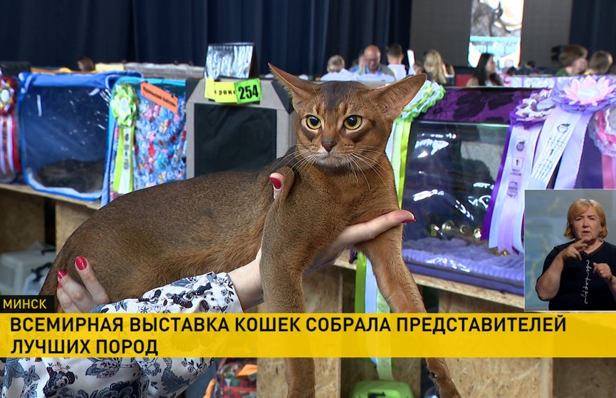 Всемирная выставка кошек в Минске собрала представителей лучших пород