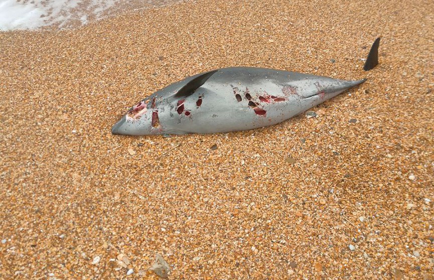 В Анапе зафиксирована массовая гибель дельфинов – погибло около 40 животных