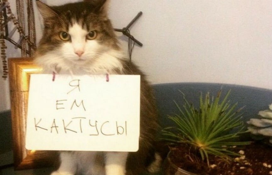 Сводку с котами-преступниками опубликовали в Twitter (ФОТО)