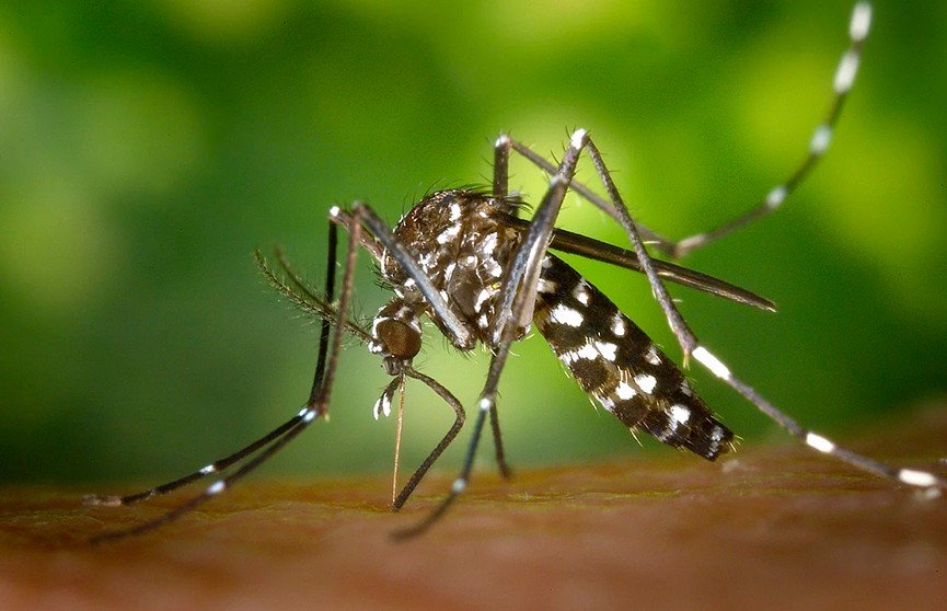 Случай заражения лихорадкой денге зафиксирован в Китае