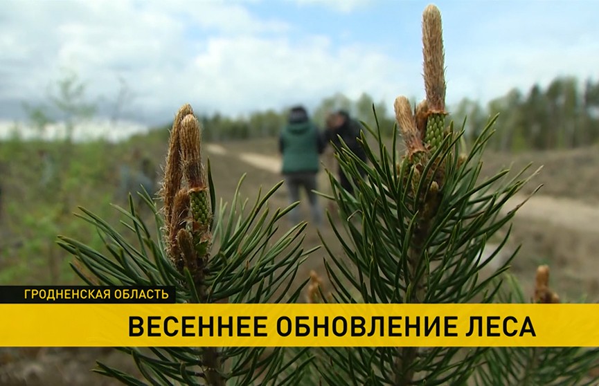В Гродненской области проходит акция по обновлению леса