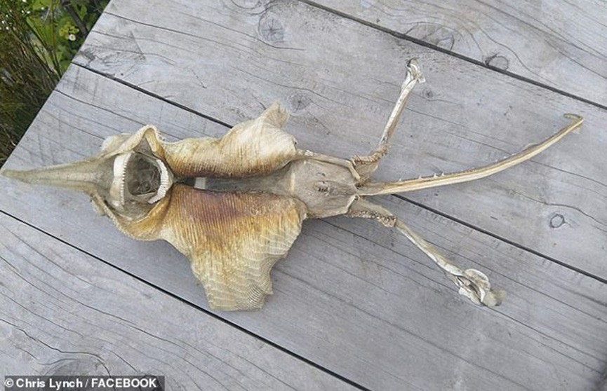 «Похоже на дьявола»: загадочное морское существо вынесло на пляж в Новой Зеландии