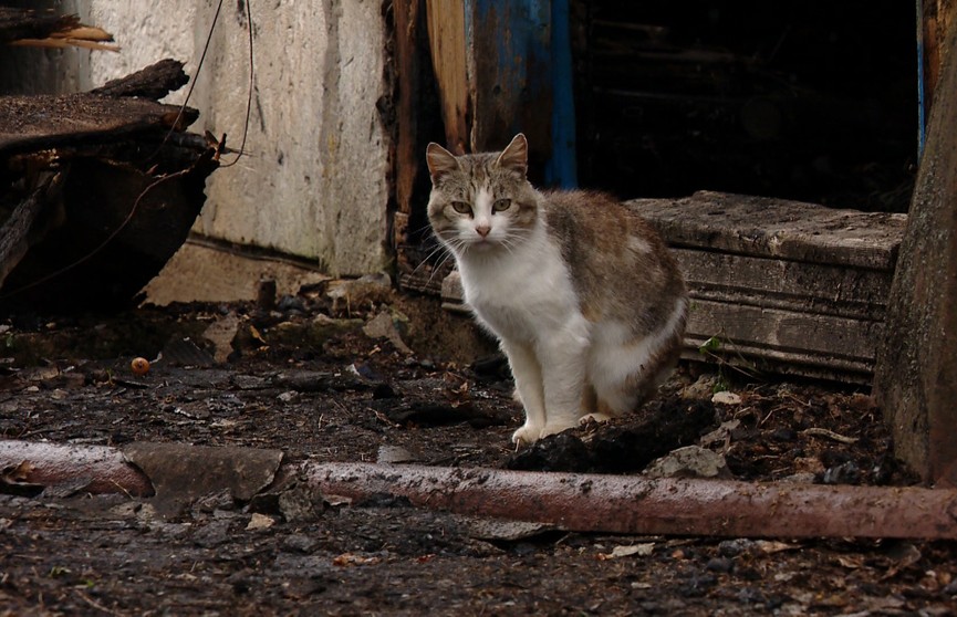 Кот раз за разом возвращается к дому, где сгорел его хозяин