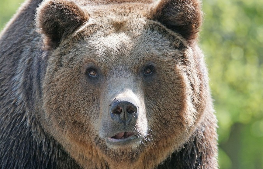 На Сахалине медведь загрыз пенсионерку на глазах у дачников