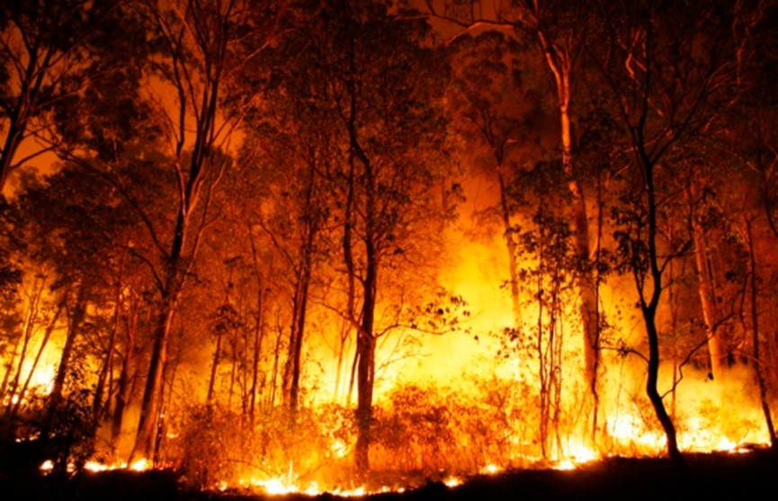 Лесные пожары выходят из-под контроля в Австралии