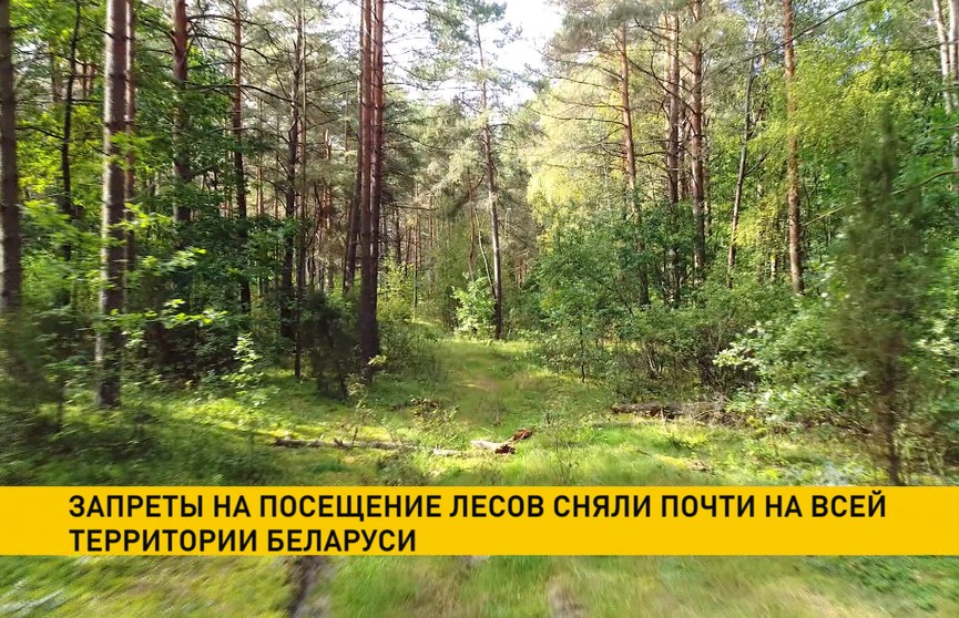 Запреты на посещение лесов сняли почти на всей территории Беларуси
