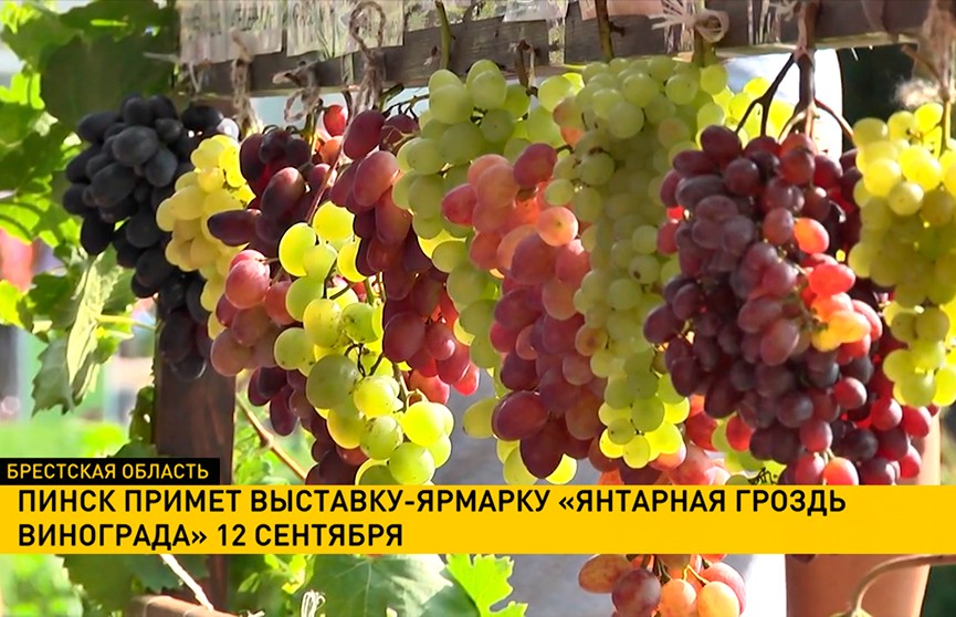 Пинск примет выставку-ярмарку «Янтарная гроздь винограда» 12 сентября