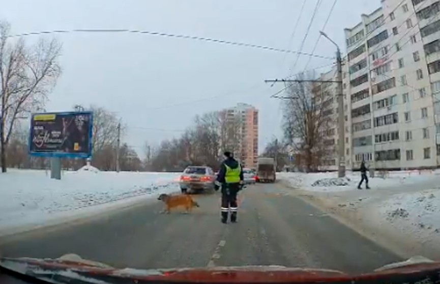 Видеофакт: в Челябинске сотрудник ДПС перекрыл дорогу ради хромого пса